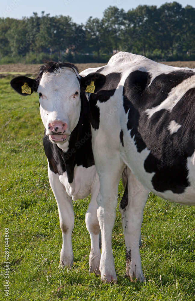 Dutch cows in meadow. Netherlands. Farming.