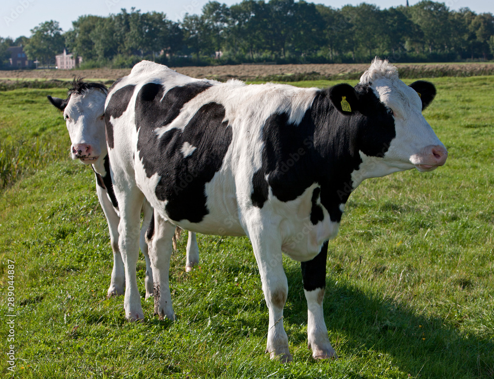 Dutch cows in meadow. Netherlands. Farming.
