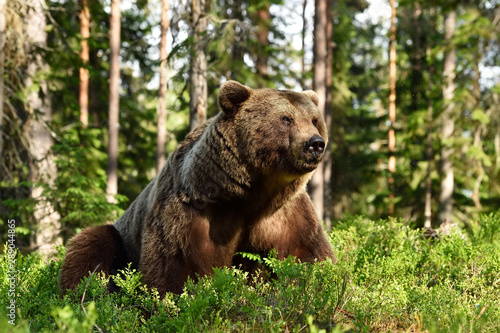 Brown bear resting in forest at summer © Erik Mandre