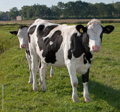 Dutch cows in meadow. Netherlands. Farming.