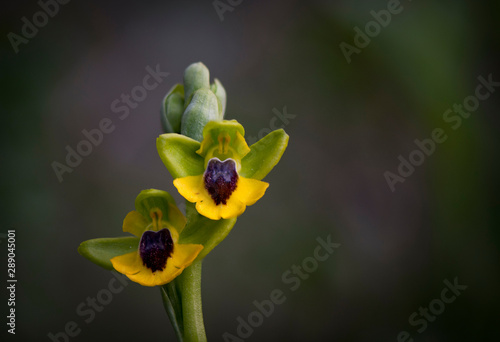 Yellow bee orchid, (Ophrys lutea), wild orchid in Andalusia, Southern Spain.