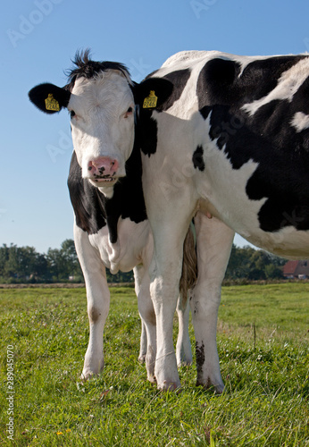 Dutch cows in meadow. Netherlands. Farming.