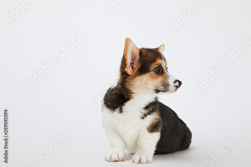 adorable welsh corgi puppy looking away on white background