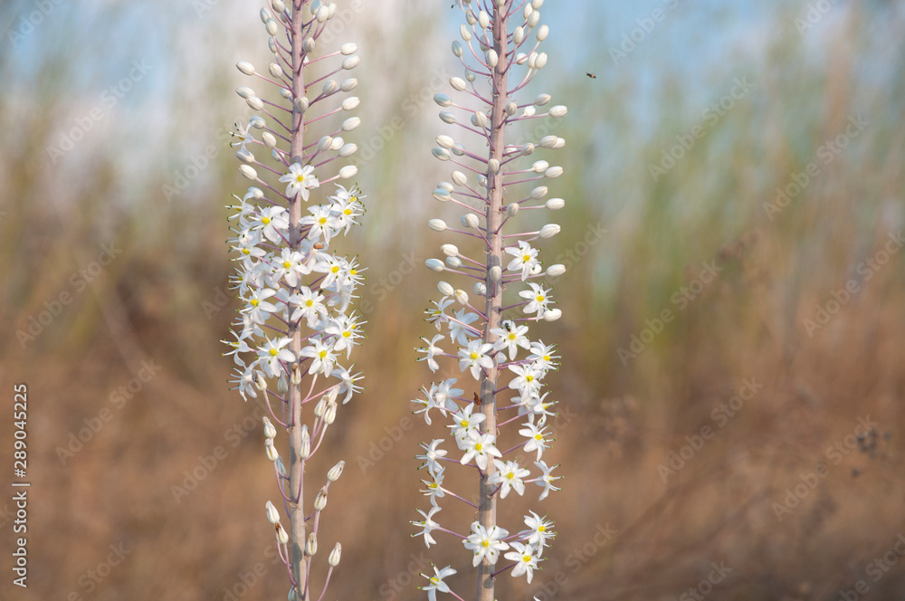 The Squill blossoms and heralds the coming of autumn The Squill blossoms and heralds the coming of autumn