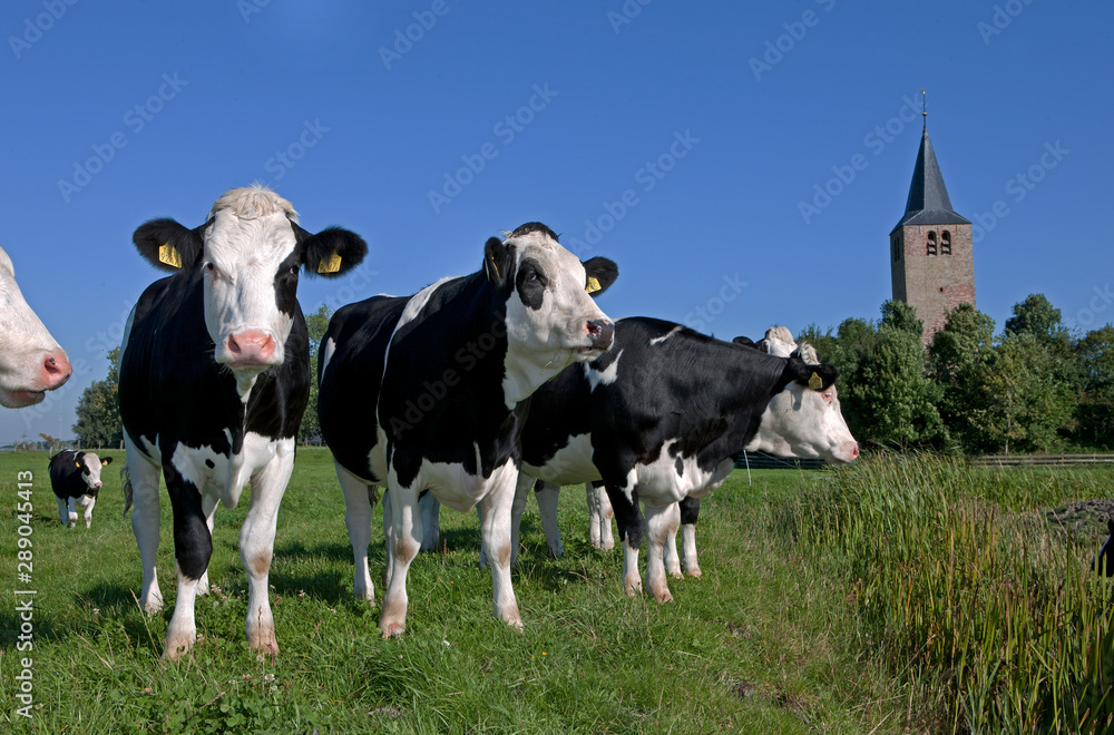 Dutch cows in meadow. Netherlands. Farming.