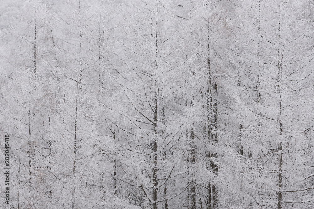 雪景色 雪景色