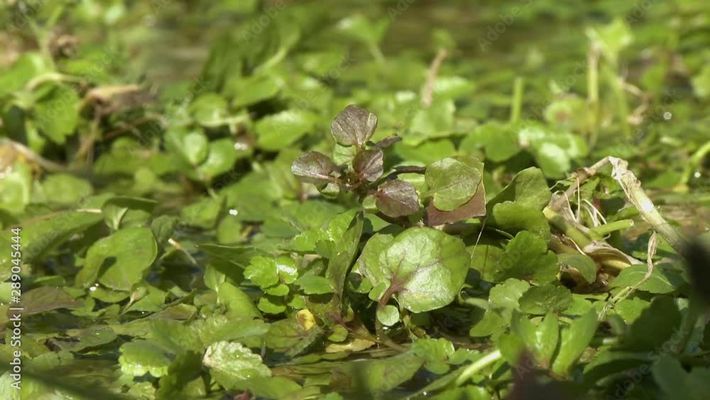 Steady, close up shot of lily pads and weeds in shallow water. Steady, close up shot of lily pads and weeds in shallow water.