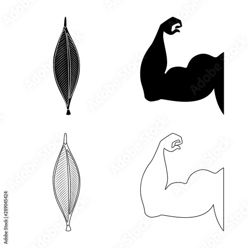 Vector illustration of fiber and muscular logo. Collection of fiber and body vector icon for stock.