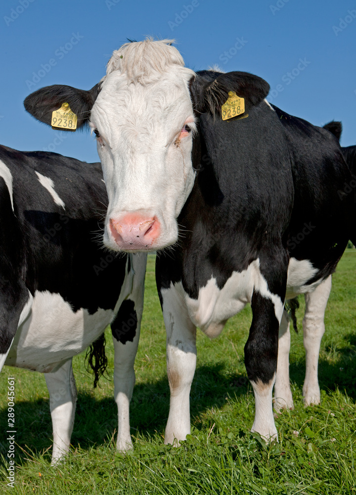Cows in Meadow. Netherlands. Farming