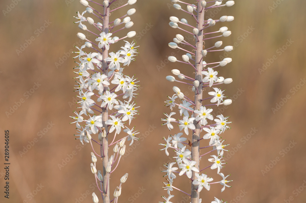 The Squill blossoms and heralds the coming of autumn The Squill blossoms and heralds the coming of autumn