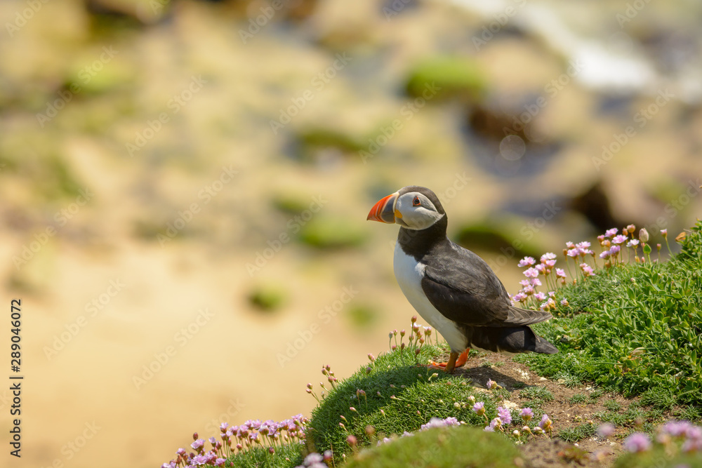 Obraz premium Puffin Atlantic bird colors colorful Ireland coast island fauna life wildlife animal 
