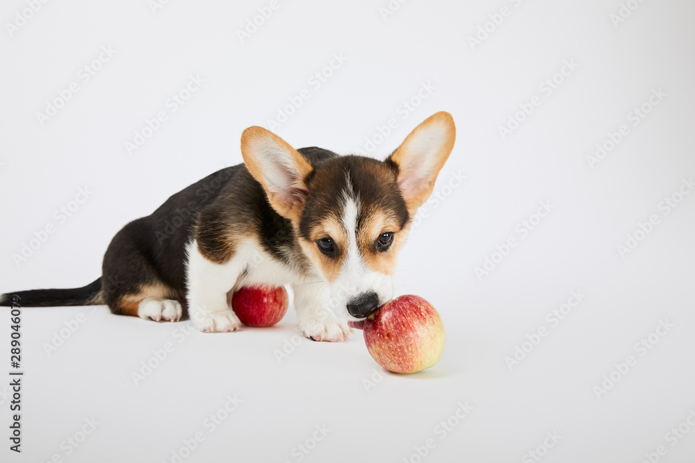 cute welsh corgi puppy with tasty apples on white background cute welsh corgi puppy with tasty apples on white background