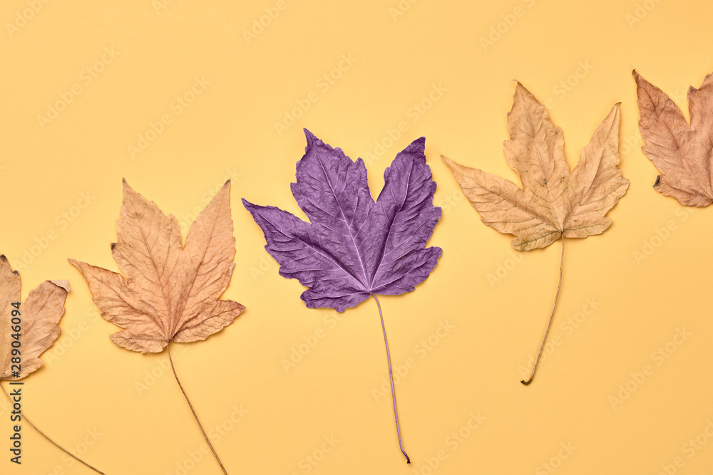 Autumn fall Background. Maple Leaf set on orange Color. Fashion purple mood. Creative minimal Flat lay. Design Art concept, Fun sweet style. Pastel autumnal color, surrealism concept Autumn fall Background. Maple Leaf set on orange Color. Fashion purple mood. Creative minimal Flat lay. Design Art concept, Fun sweet style. Pastel autumnal color, surrealism concept
