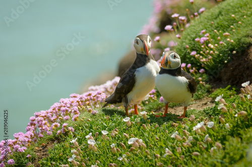 Photography Puffin Atlantic bird colors colorful Ireland coast island fauna life wildlife an