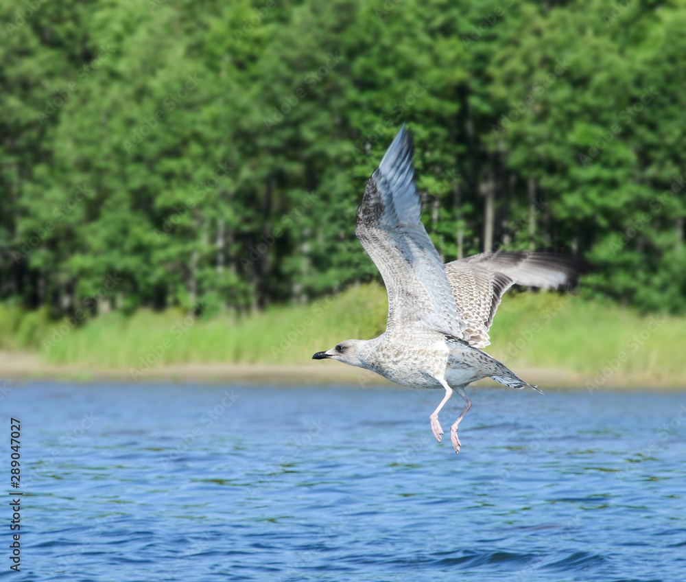 Flying seagull along the shore with abundant green vegetation. The blue surface of the water. Clear summer day. Flying seagull along the shore with abundant green vegetation. The blue surface of the water. Clear summer day.