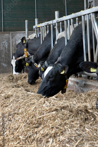 Cows in stable eating roughage