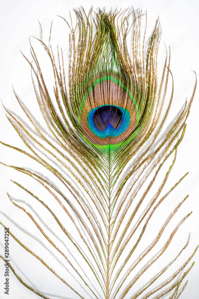 Naklejka premium Peacock feather. Colorful feather from tail with eye. Close-up on white background.