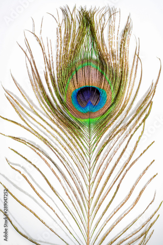 Peacock feather. Colorful feather from tail with eye. Close-up on white background.