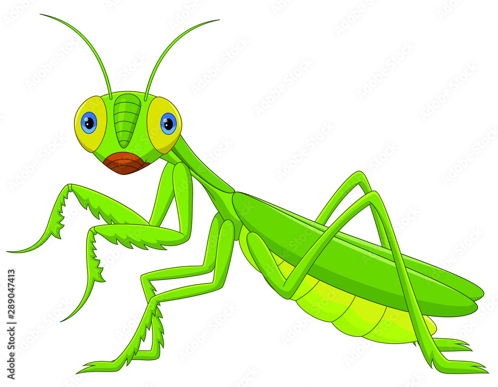 Cute grasshopper cartoon - Green Mantis Stock Vector | Adobe Stock
