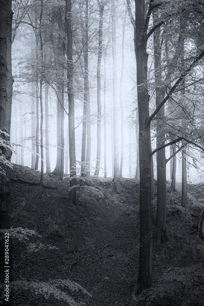 Naklejka premium Nebelwald Harz B&W