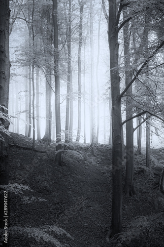Nebelwald Harz B&W