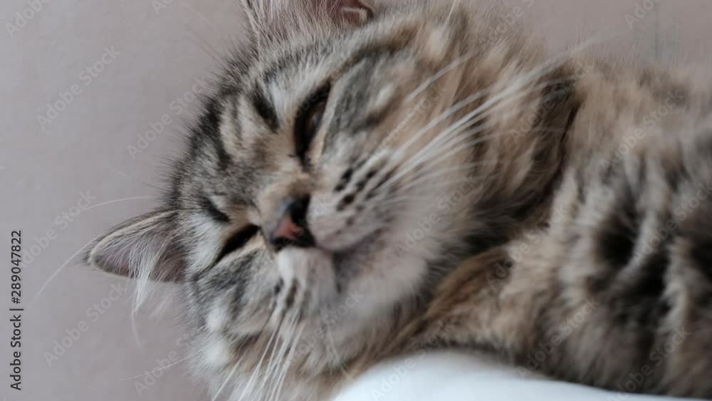 A Persian cat laying down on the bed. A Persian cat laying down on the bed.