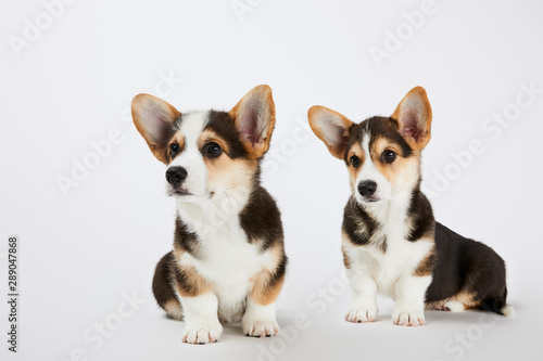 fluffy cute welsh corgi puppies looking away on white background