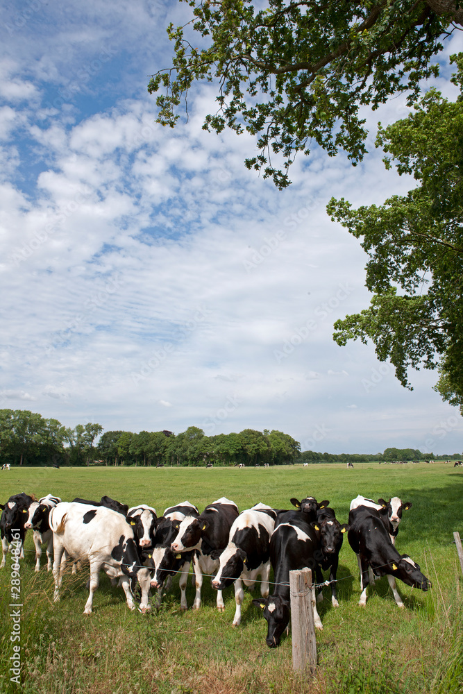 Cows in Dutch meadows. Farming. Agriculture. Netherlands Cows in Dutch meadows. Farming. Agriculture. Netherlands