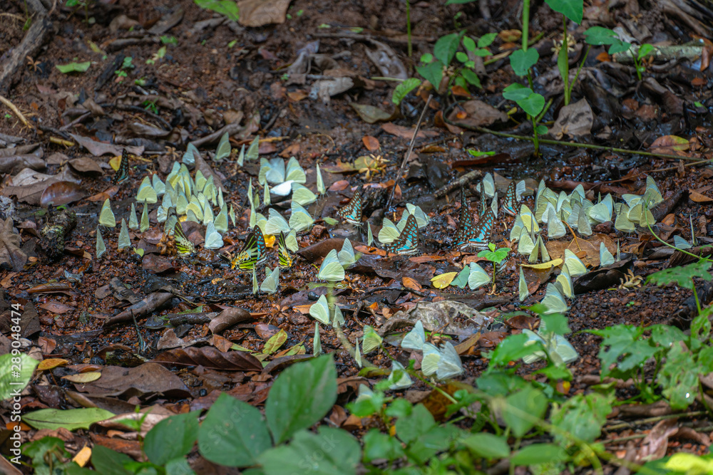 A group of butterflies eat food in the forest beside Lamtakong river in Khao Yai National Park A group of butterflies eat food in the forest beside Lamtakong river in Khao Yai National Park