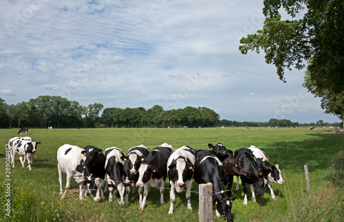Cows in Dutch meadows. Farming. Agriculture. Netherlands