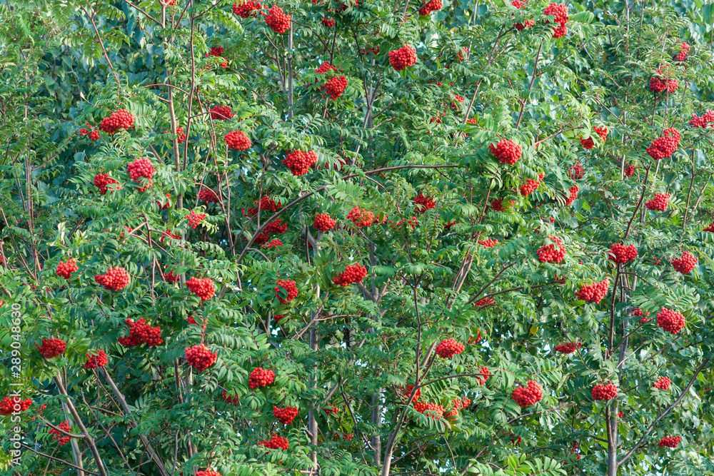 Beautiful mountain ash with bunches of red ripe berries