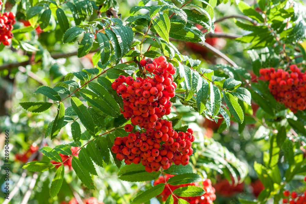 Rowan branches with bunches of red ripe berries. Close-up on a background of green leaves. Rowan branches with bunches of red ripe berries. Close-up on a background of green leaves.