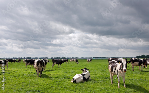 Cows grazing in Dutch meadows. Farming. Agriculture. Netherlands