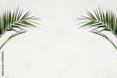 isolated symmetry green palm branches on white background. minimal plant concept, free space, place for text in center