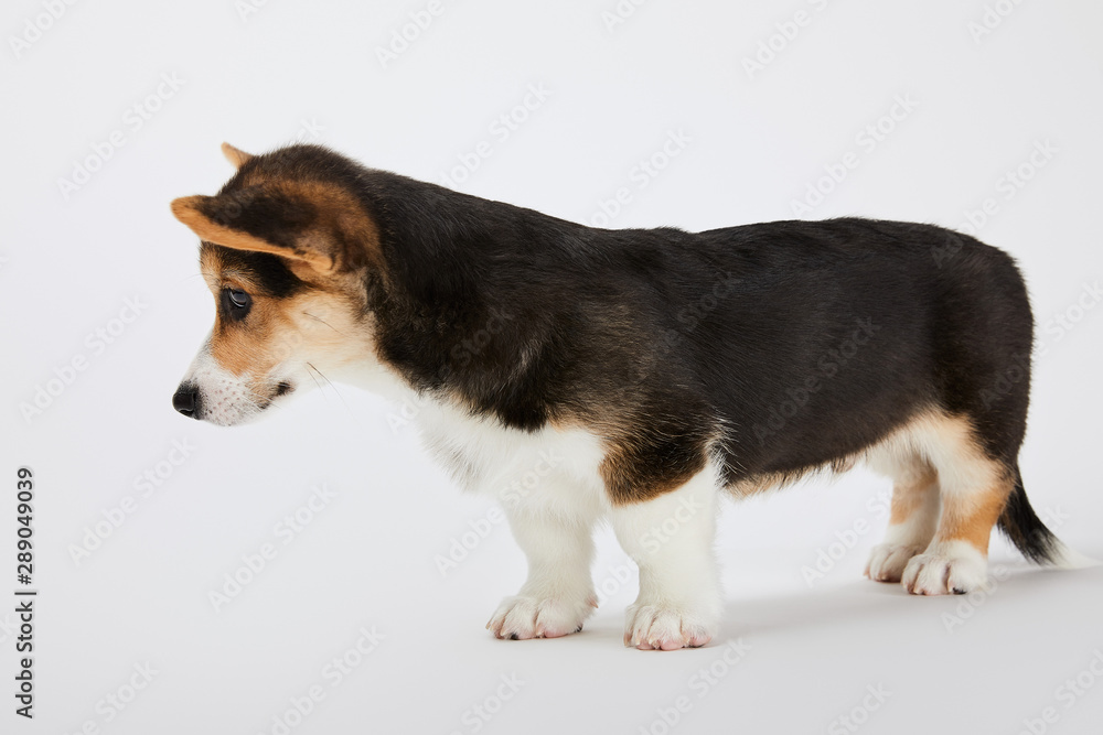 side view of cute welsh corgi puppy on white background