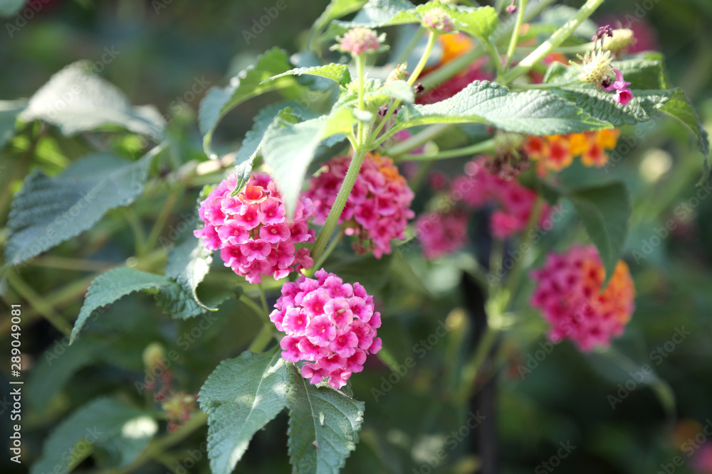 flowers in fields and parks flowers in fields and parks