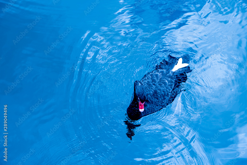 Obraz premium Ducks floating in the canal.