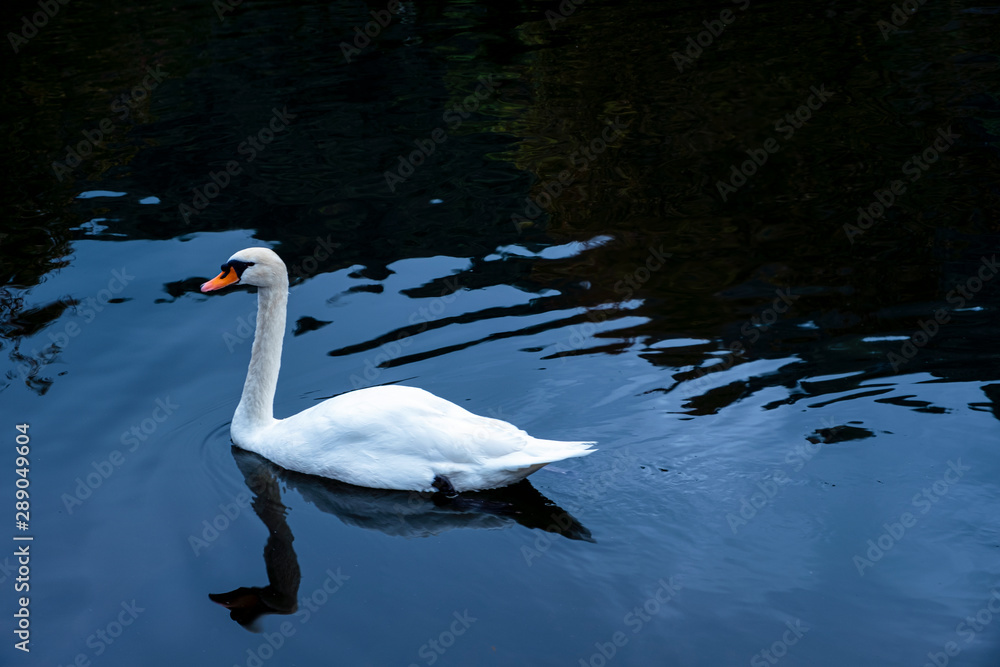 Fototapeta premium White goose floating in the canal.