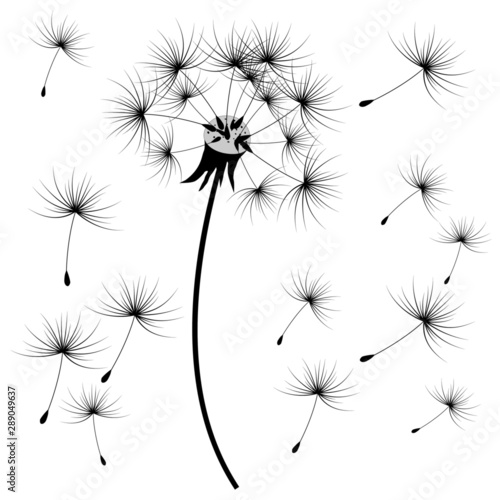 graphic drawing of parachute dandelion