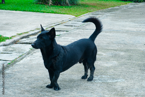 A black dog standing in the garden.