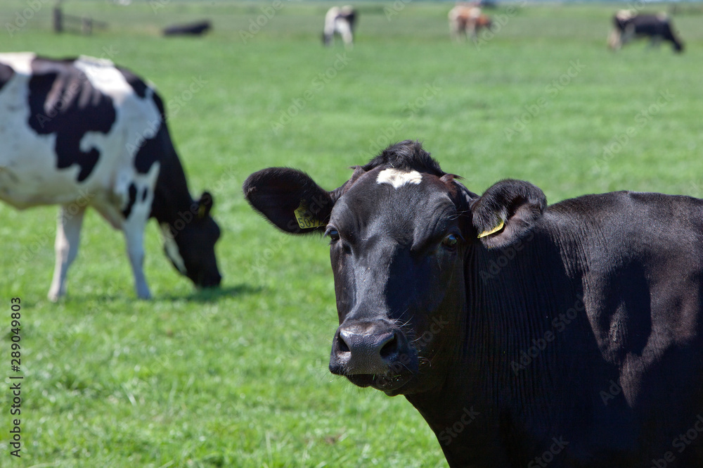 Cows grazing  in Dutch meadow Netherlands