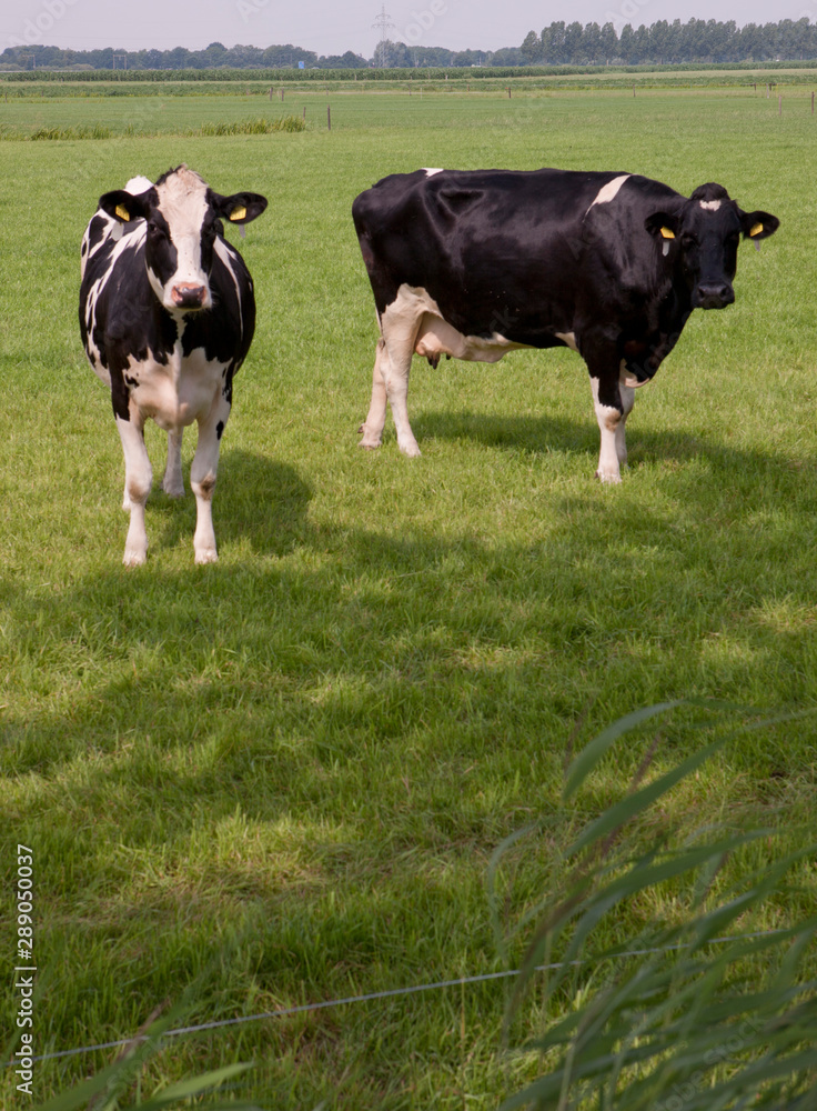 Cows grazing in Dutch meadow Netherlands Cows grazing in Dutch meadow Netherlands