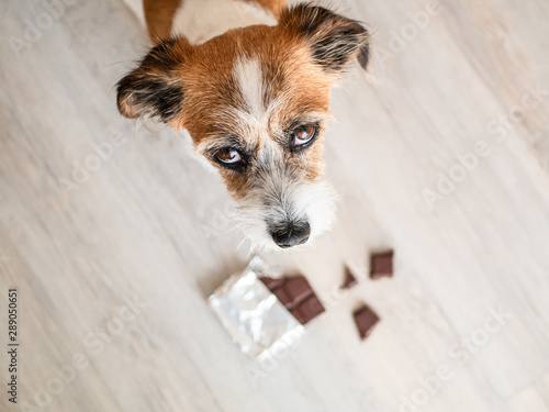 Kleiner Hund mit Schokolade auf dem Boden, Gefahr, Vergiftung photo