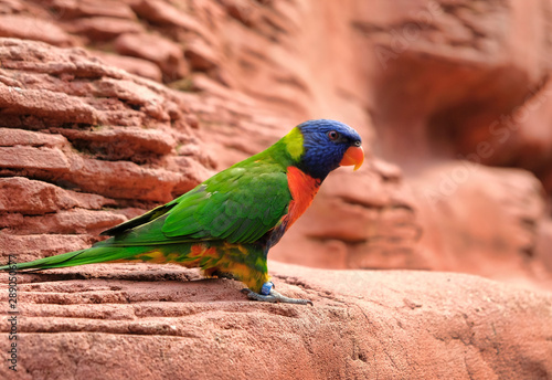 Portrait of a small colorful parrot sitting on a branch. Tropical bird, lory family. Red, blue, yellow and green colors. Close up view of the animal with a blur background. Multicolored feathers.