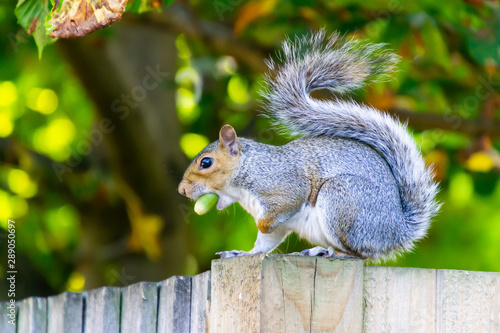 Closeup of Eastern Gray Squirrel eating an acorn on a fence