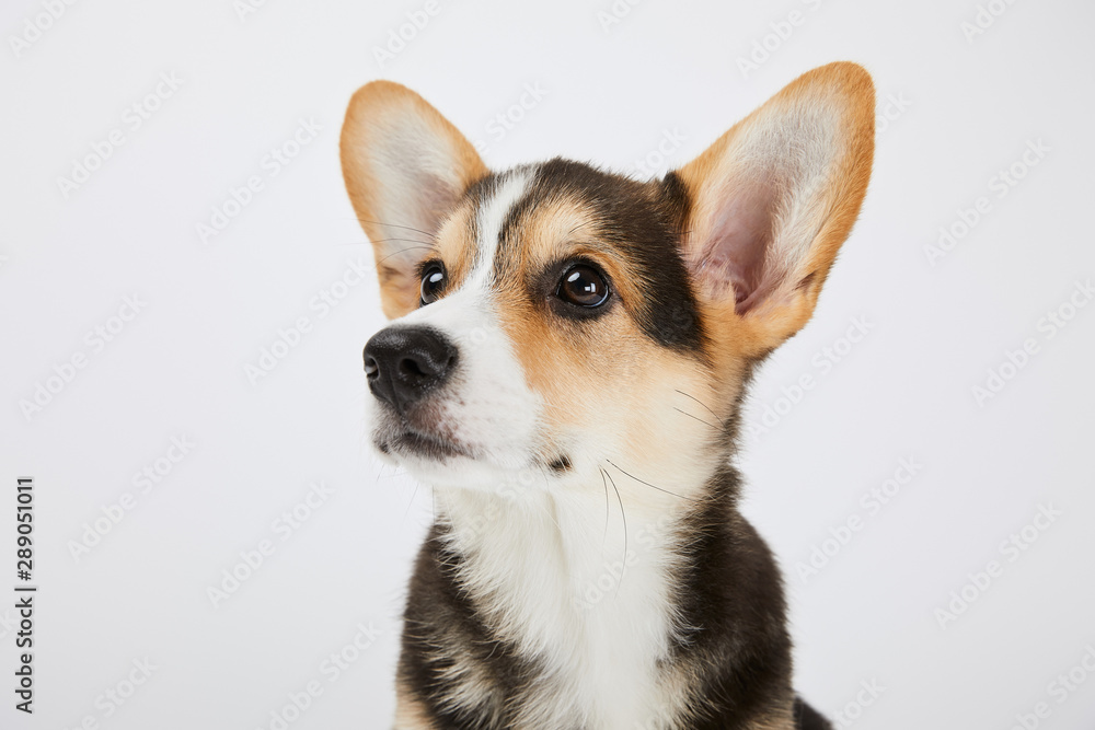 adorable welsh corgi puppy looking away isolated on white