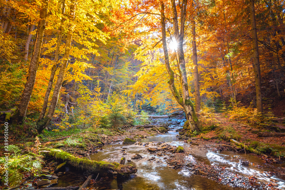 Fototapeta premium Jesień w dzikim lesie - tętniące życiem drzewa leśne i rwąca rzeka z kamieniami