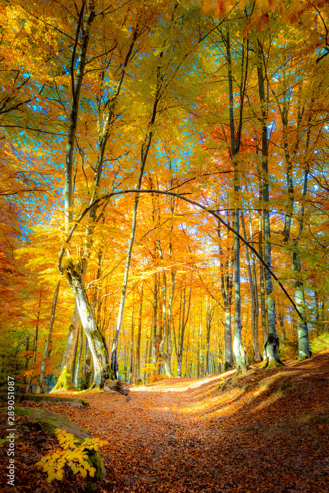 Autumn path in golden forest