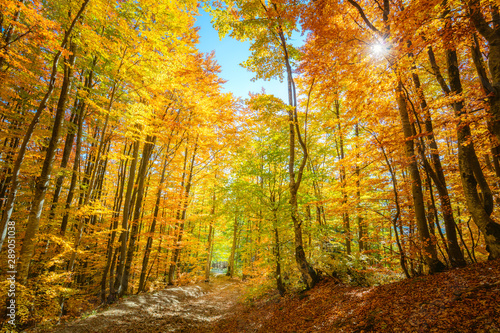 Wow Autumn forest background with real sun and vibrant leaves