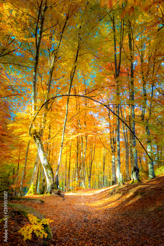Fototapeta Naklejka Na Ścianę i Meble -  Autumn path in golden forest